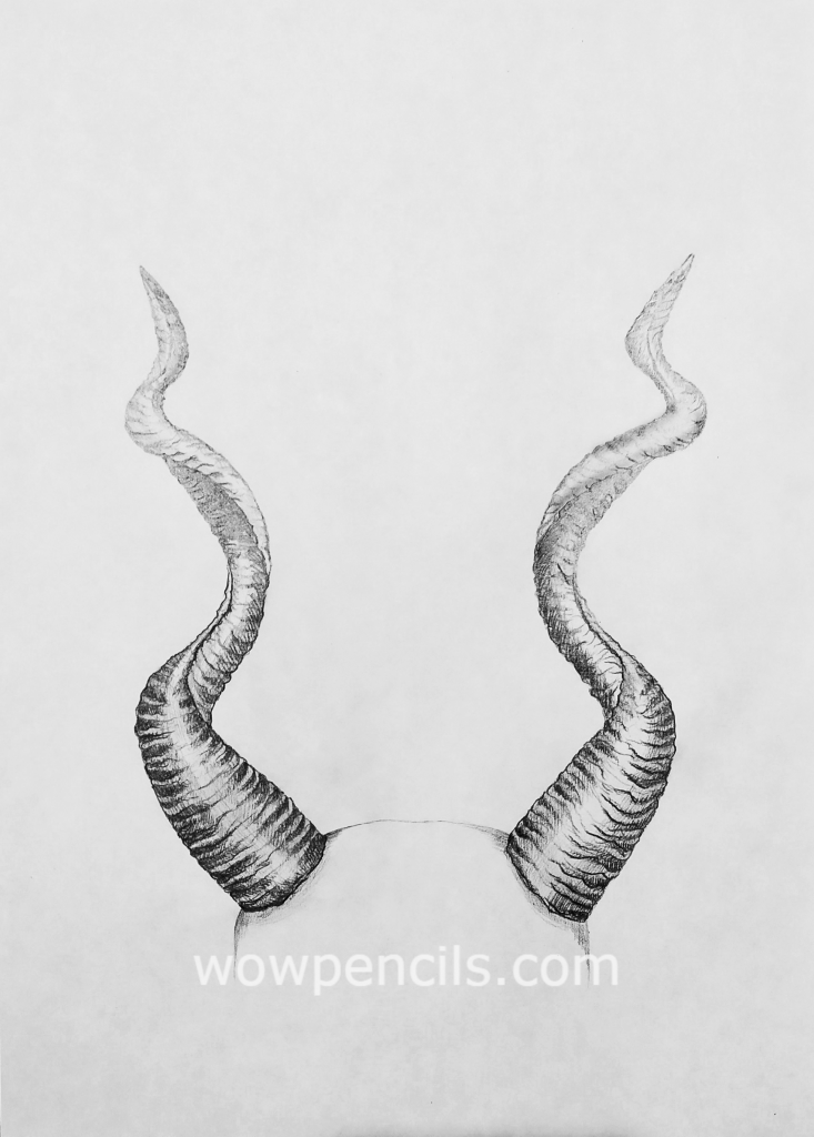 How to Draw Horns Best Pencil Tutorial at WoWPencils